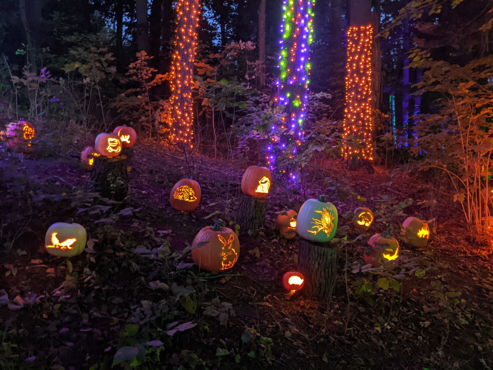 Forest animal carved pumpkins